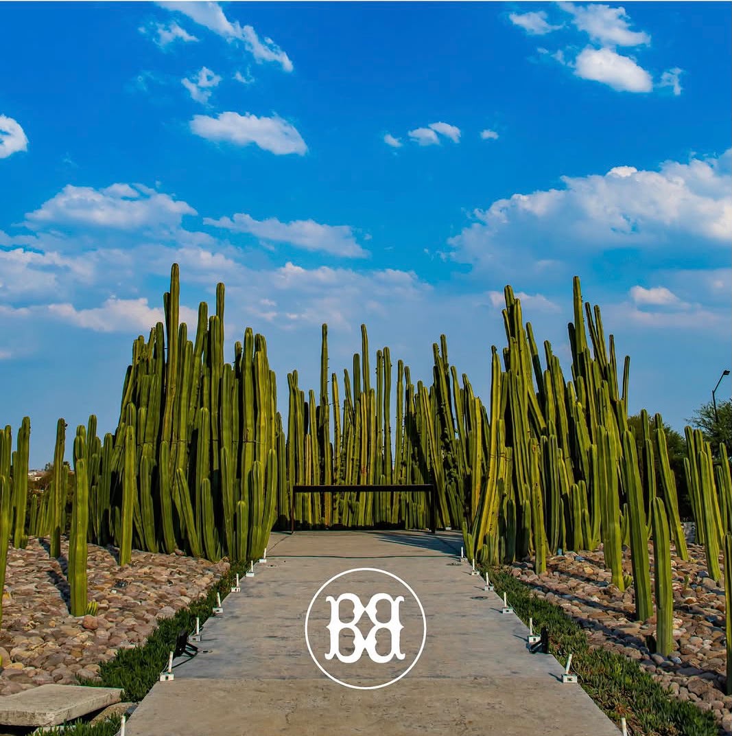 El sendero de cactus